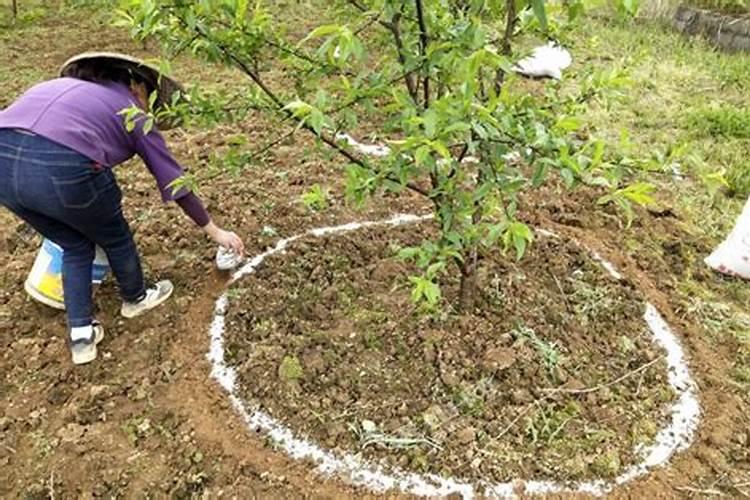 果树种植施肥有哪些注意事项？果树什么时候用肥长得快？