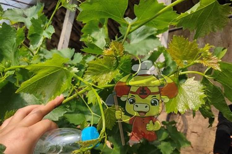 怎么样增加土壤的酸性(怎样调理能使土壤变成酸性土壤)