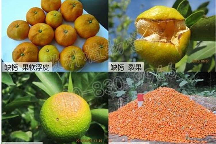 柑橘施肥时间表