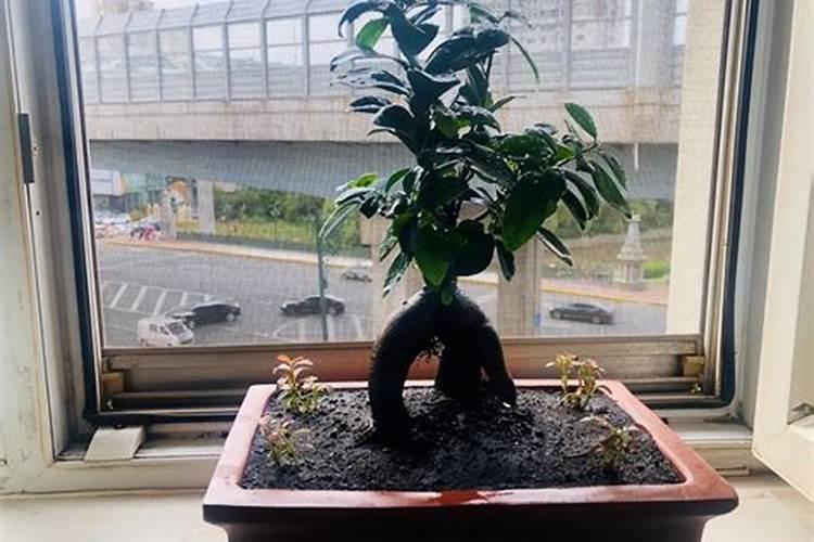 怎么种北瓜 种北瓜要打叉吗？