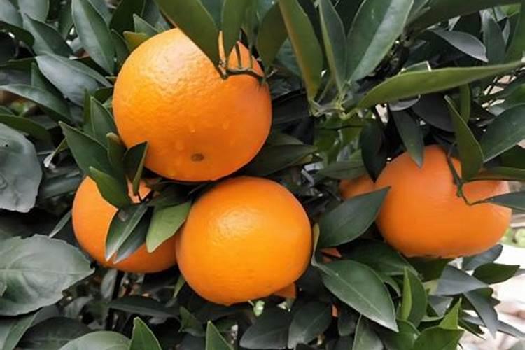 脐橙花芽分化期打什么药