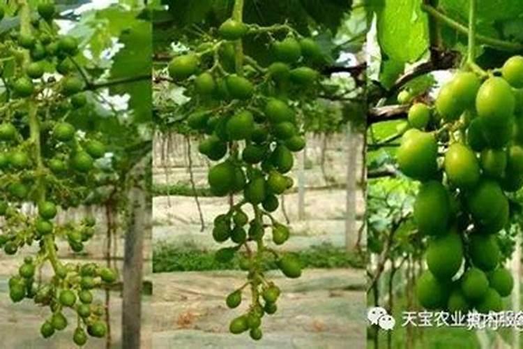 水稻硅锌肥什么时候用 使用注意事项
