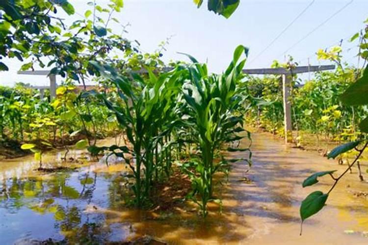 水溶肥怎么使用 水溶肥正确使用方法