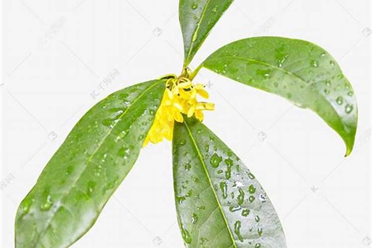 吡虫啉施药后多久有效