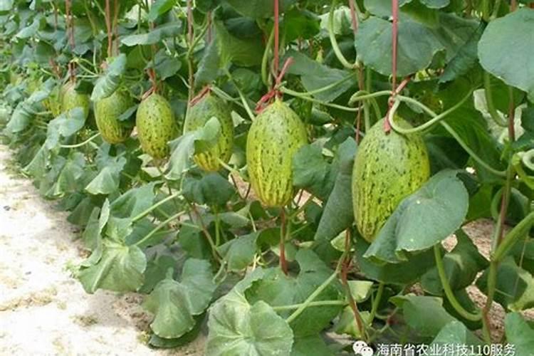种植又香又甜的甜瓜施肥技巧