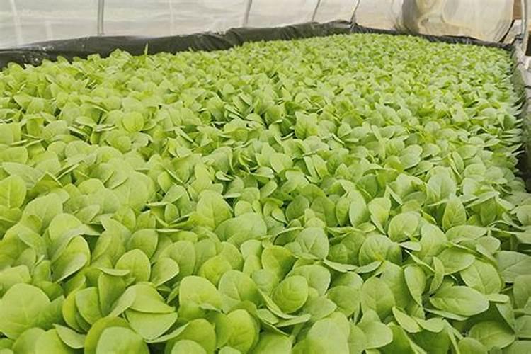 多肉植物需要什么肥料 施肥的方法是什么
