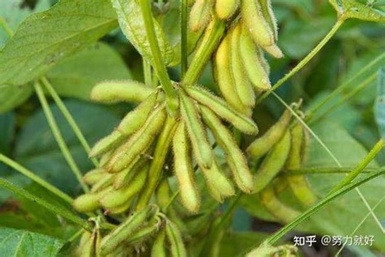 黄豆可以做肥料吗