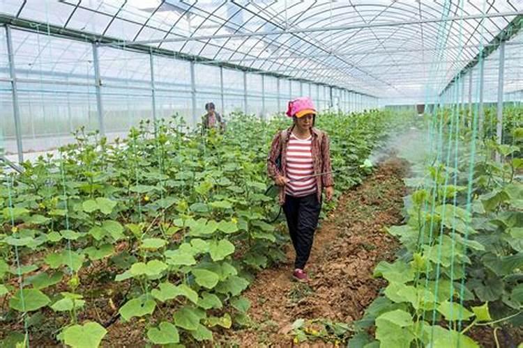 花生三遍药最后一遍什么时候打