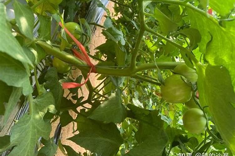 西红柿开花结果期怎么施肥和管理？
