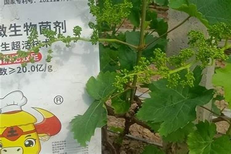 葡萄花期用什么肥料