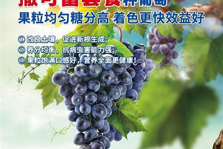 葡萄开花期间能不能既浇水又施硼肥呀