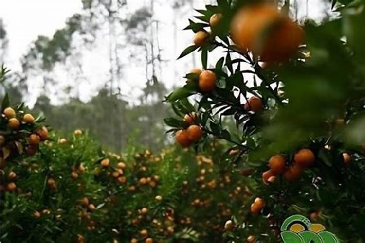 三年树龄的沙糖桔树应该怎样施肥？