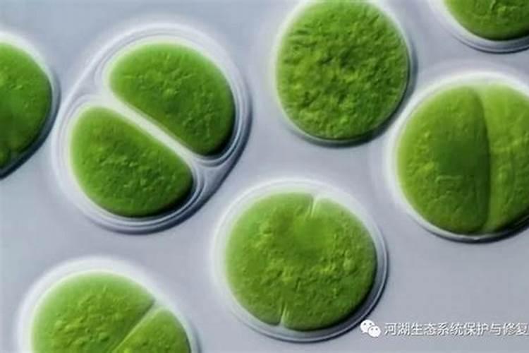 请问菜场买来的辣椒里面的籽可以直接播种吗