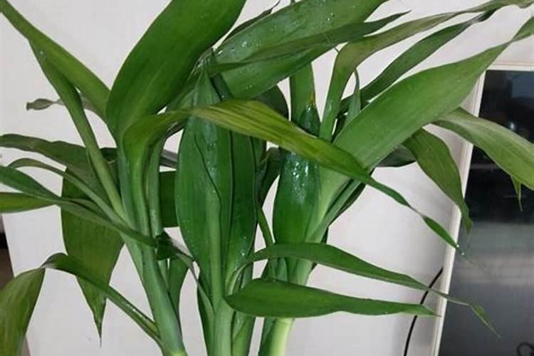 腐植酸肥料使用大忌