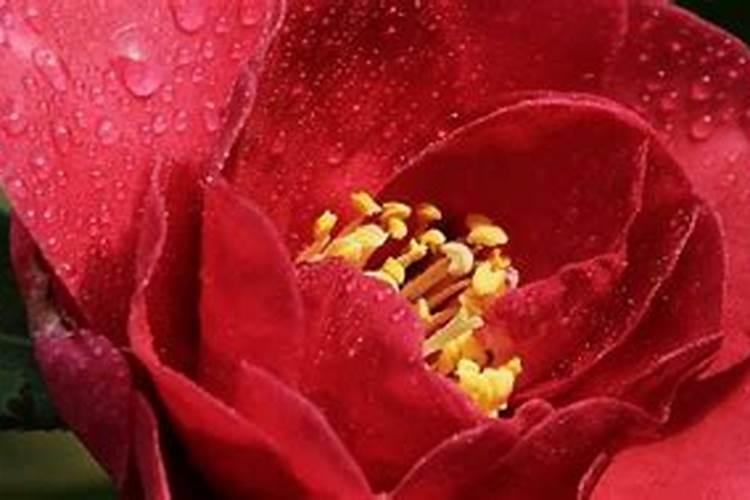 茶花怎么施肥茶花施肥的方法