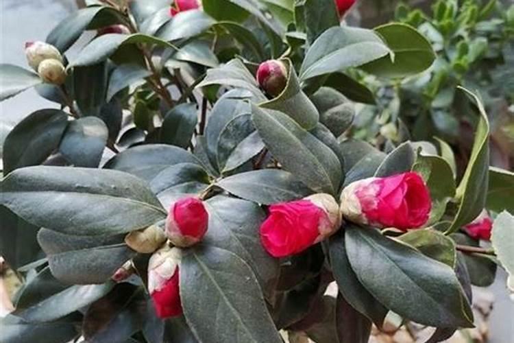 茶花用什么肥料好,茶花的四季施肥方法