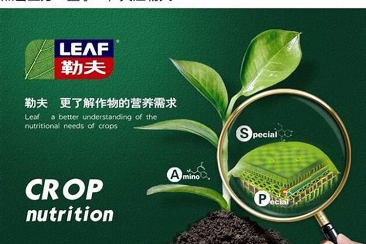 西红柿棚里温度低用什么肥？