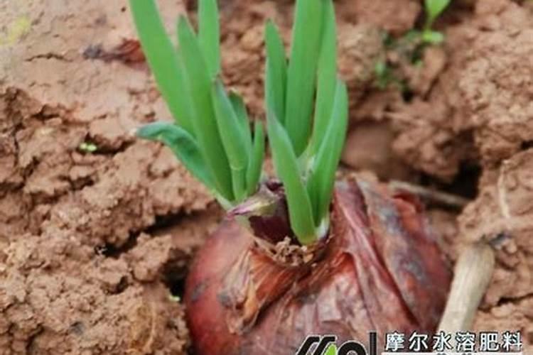 百合科植物用什么除草剂？