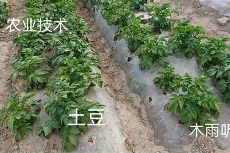 土豆用什么肥料好