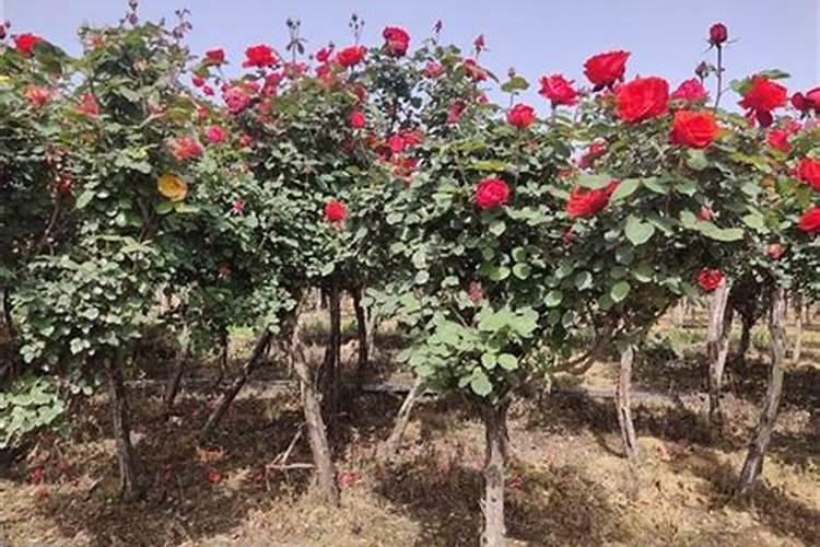 月季花施什么肥料好