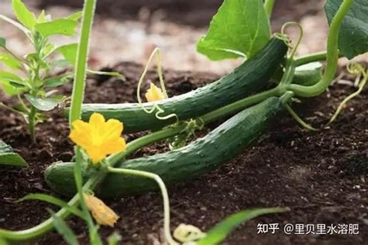 黄瓜苗种下以后什么时候施肥？