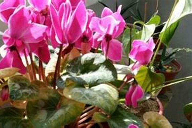 萝卜海棠花怎么养