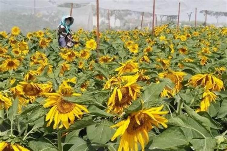 太阳花夏季高温能施肥吗