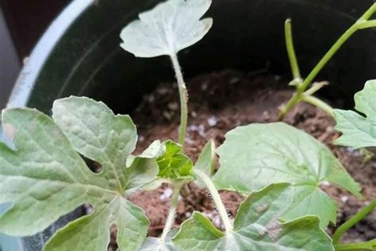 茄子施肥的规律是怎样的？施肥时需要注意哪些问题呢？