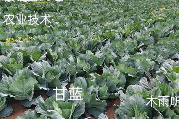 桉树的种植.怎样才能种好桉树？