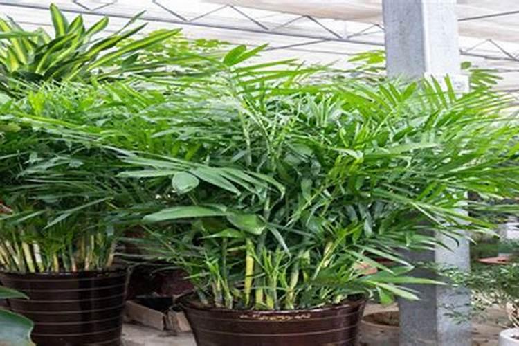 散尾葵的养护和种植方法散尾葵如何养护