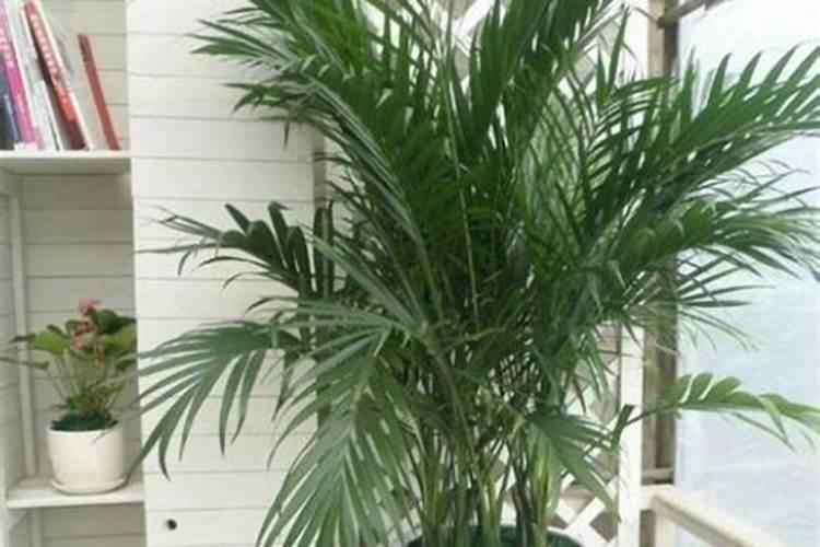 新买的散尾葵怎么养