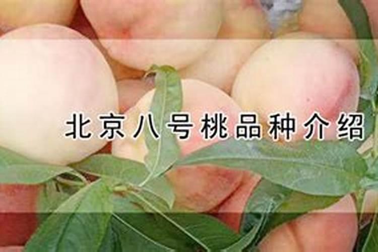 桃子现在成熟了什么时候打药打什么药？使用啥肥能使桃甜？🙏