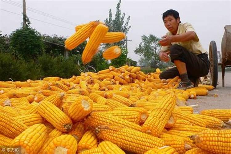 玉米专用肥从下地开始算天数吗？