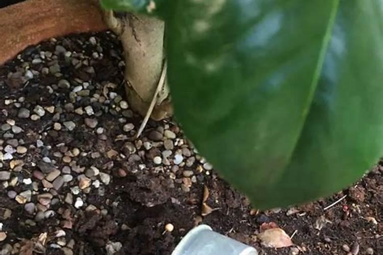 移栽前山茶花的修剪
