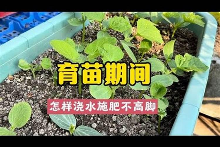 花卉苗木叶面施肥应该注意哪些问题