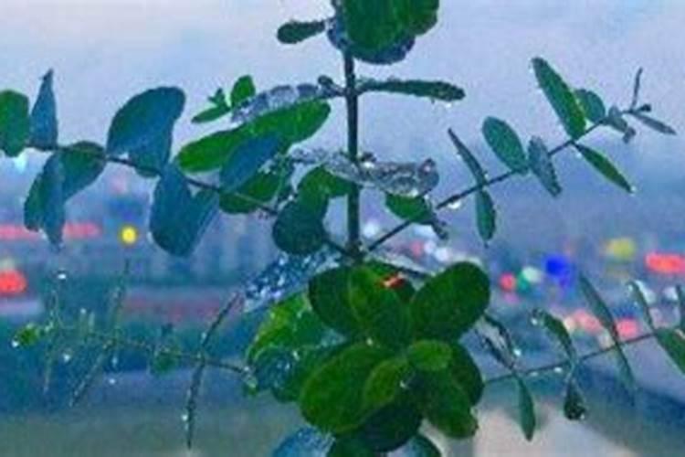 什么肥料养花比较好