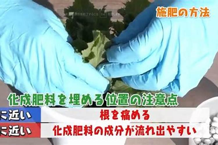 什么肥料养花比较好