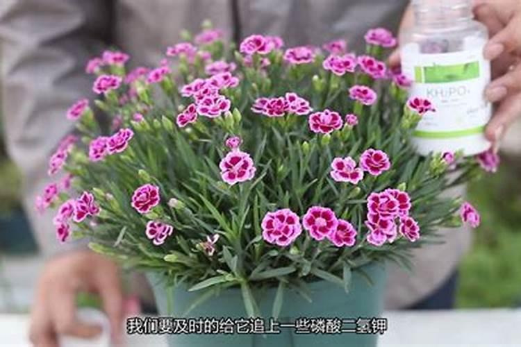 石竹施什么肥最好