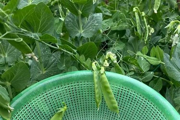 荷兰豆用什么肥才能获得高产