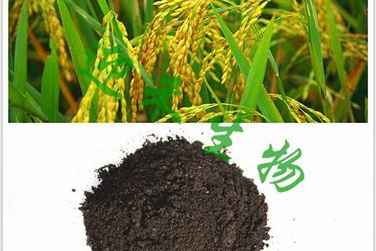 干豌豆怎么做好吃