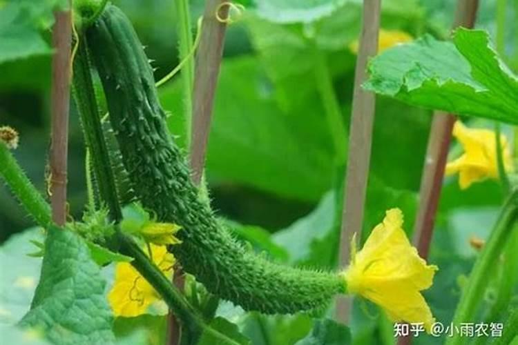 香菜苗可以移栽吗