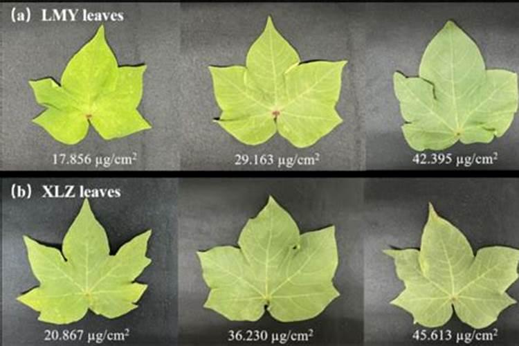 新疆棉花底肥施用用量