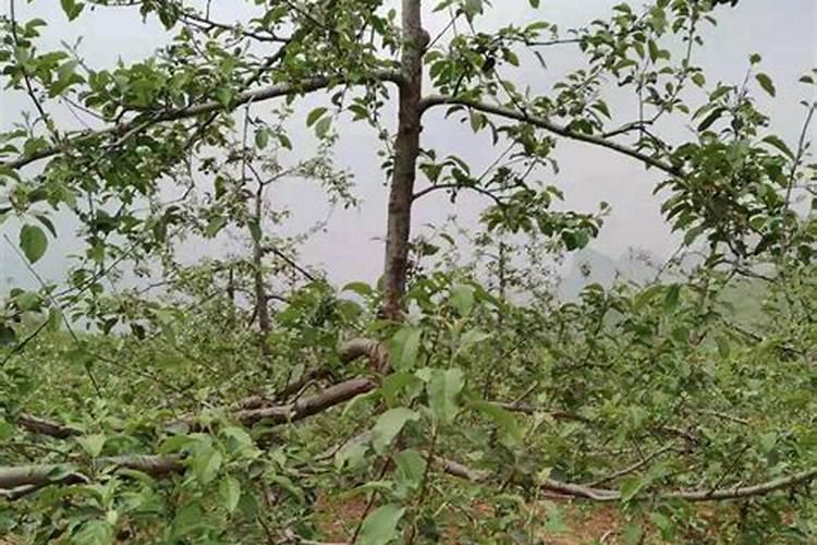 多肉植物可以放在水里养吗