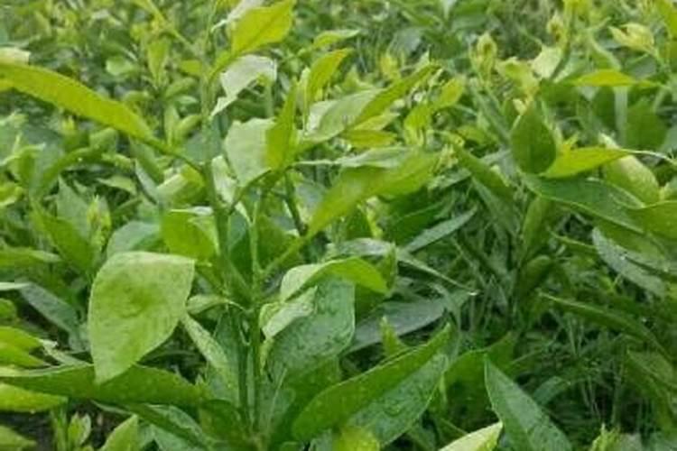 新栽柑橘幼苗怎么施肥