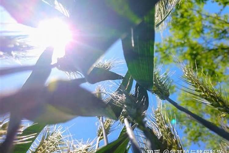 增施农家肥可以提高光合效率的原因