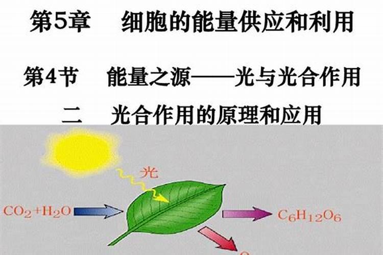 银杏树施什么肥最好