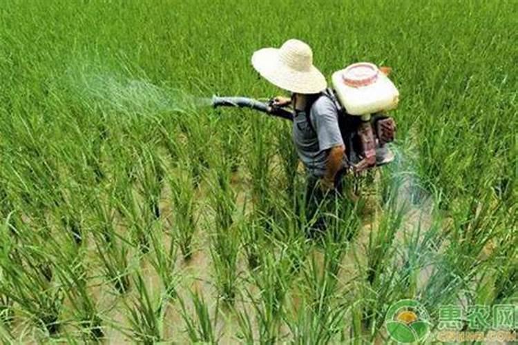 养花用的磷肥有哪些 磷肥在花卉上的作用？