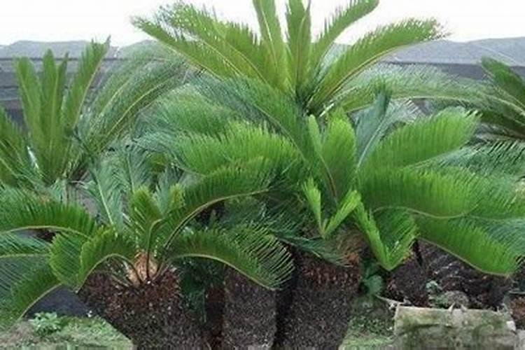 芹菜间苗后冲什么肥料