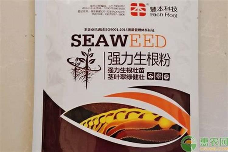 铁树球茎怎么快速生根