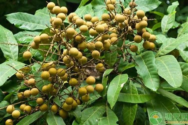 花生膨大粒粒饱真的能让花生膨大吗？
